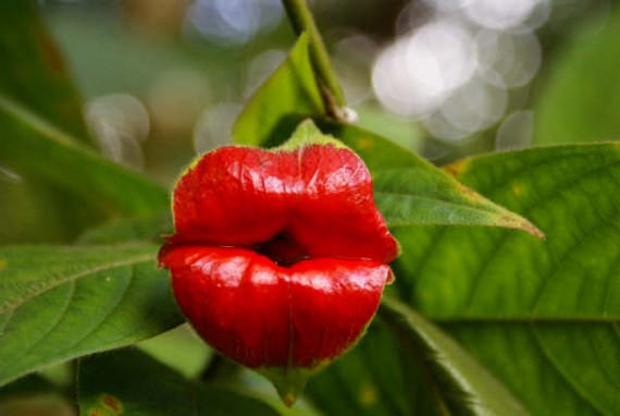 Pucker Up!: Hooker's Lips Flower
