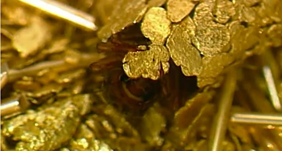 Caddisfly-Larvae-Made-of-Gold-and-Jewels-2