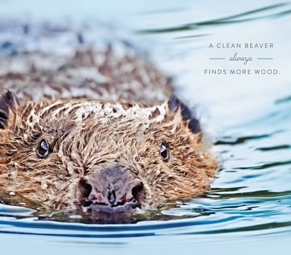 Giggle Snort: A Clean Beaver Always Finds More Wood