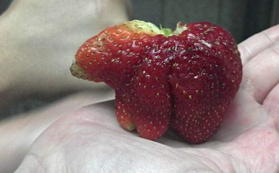 Impawsibly Cute: StrawBEARy