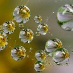 Macro Shots Of Teensy Little Dew Drops