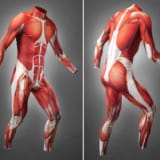 Muscle Skin Suit
