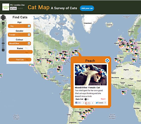 Cat-Map2