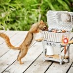 A Day in the Life of a Squirrel