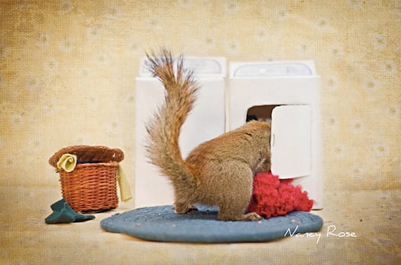 Squirrels-Photoshoot-6