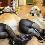 WTF/Why?: Dogs Wearing Pantyhose