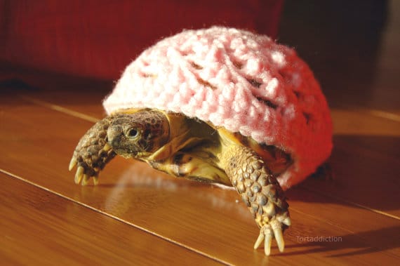 Sweaters Made Just For A Turtle Or Tortoise