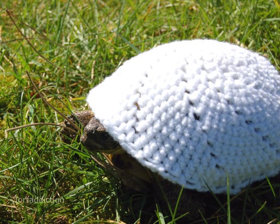 turtle-and-tortoise-sweater-2