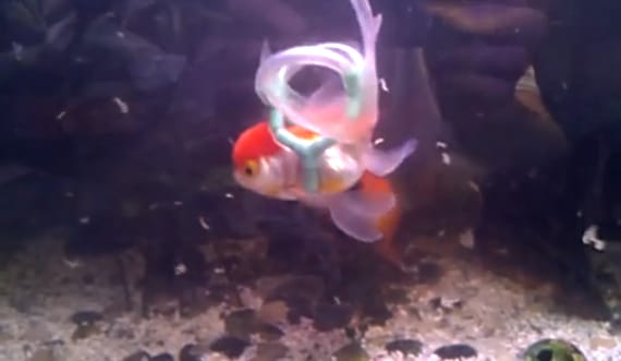 Disabled Goldfish Gets A Lifejacket