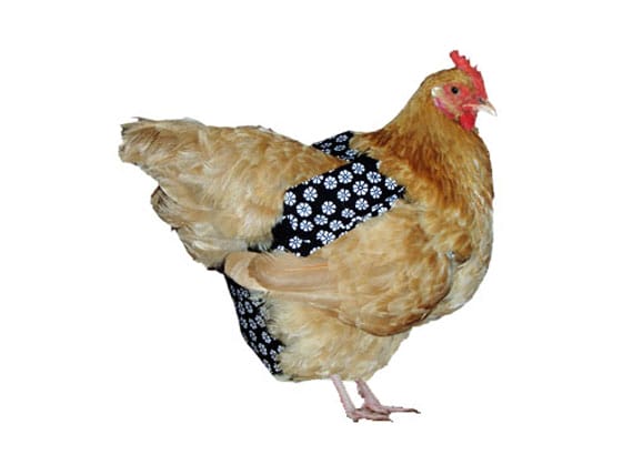 Pampered Poultry: Pet Chicken Diapers