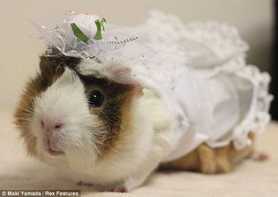 guinea-pig-fashion-3