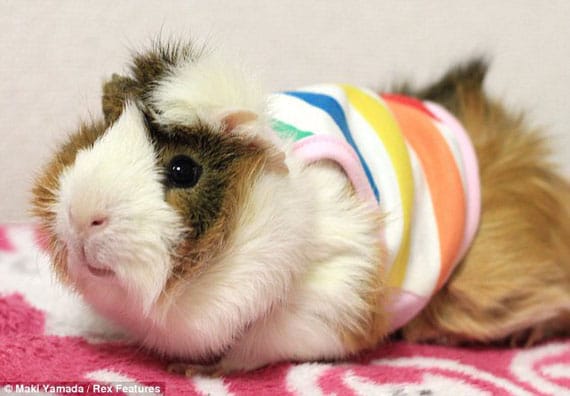 guinea-pig-fashion-4