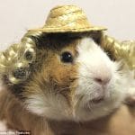 Pretty Little Guinea Pig Fashion Line