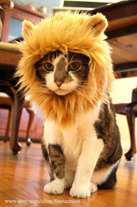 Turn Your Cat Into A Lion With A Mane