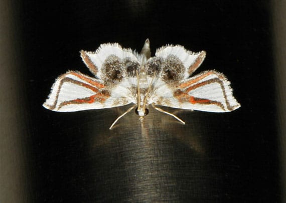 moth-with-spider-legs-3