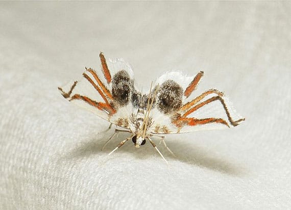 A Moth That Looks Like A Spider