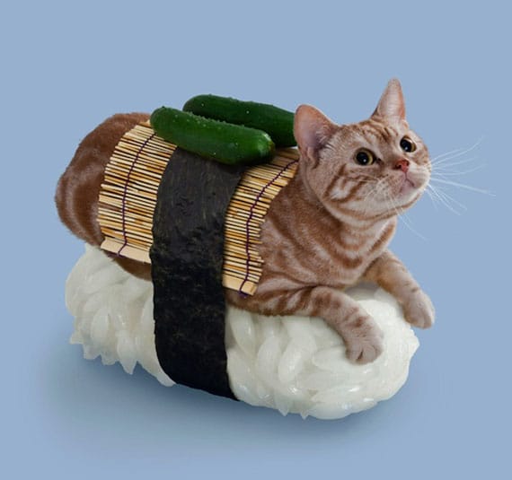 sushi-cats-5