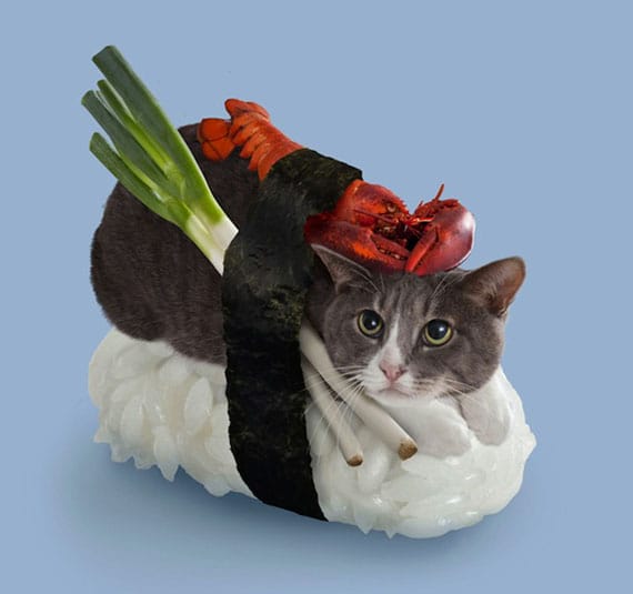 Sushi Cats: A Bizarre Photoseries
