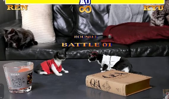 Cat-Fighter