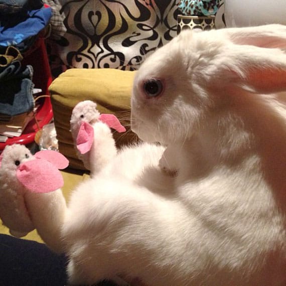 A Bunny... Wearing Bunny Slippers
