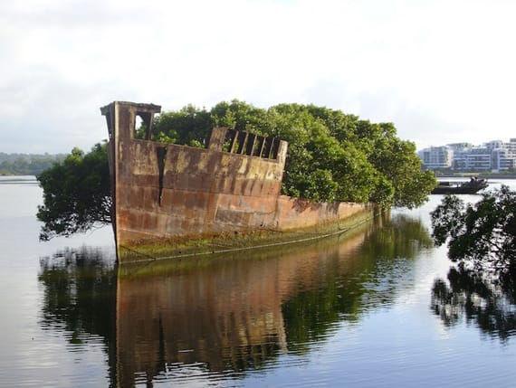 A Floating Forest Growing on an Old Ship