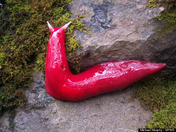 Giant Pink Slugs Inhabit Mountain
