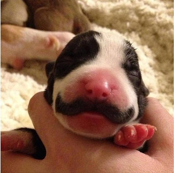Fancy Puppy Born With A Mustache