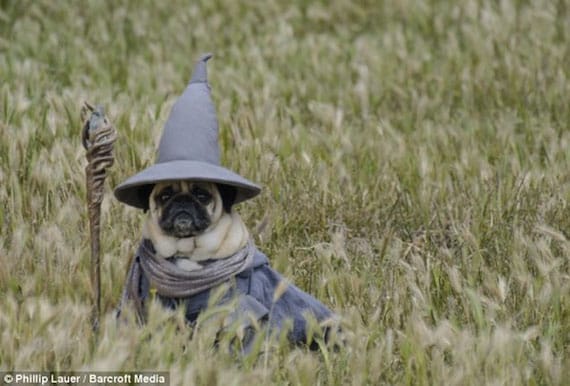 pug-lord-of-the-rings-costumes-2