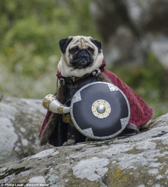 pug-lord-of-the-rings-costumes-4