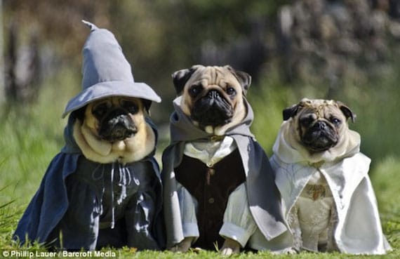 pug-lord-of-the-rings-costumes-5