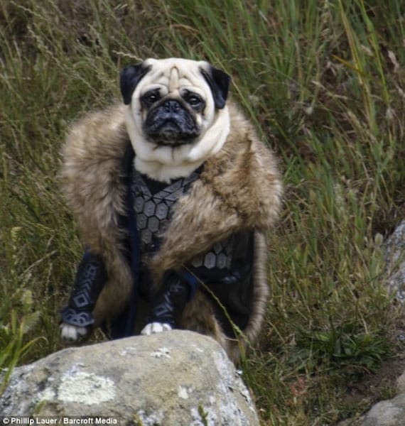 pug-lord-of-the-rings-costumes-6