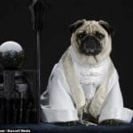 Pugs Dressed Up As LOTR Characters