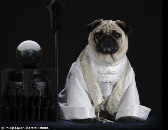 pug-lord-of-the-rings-costumes-7
