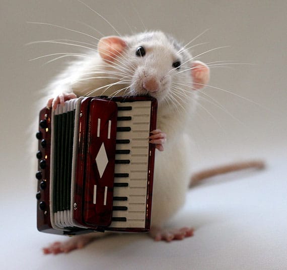 rat-playing-musical-instruments-2
