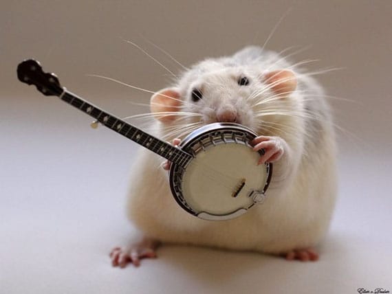 rat-playing-musical-instruments-3