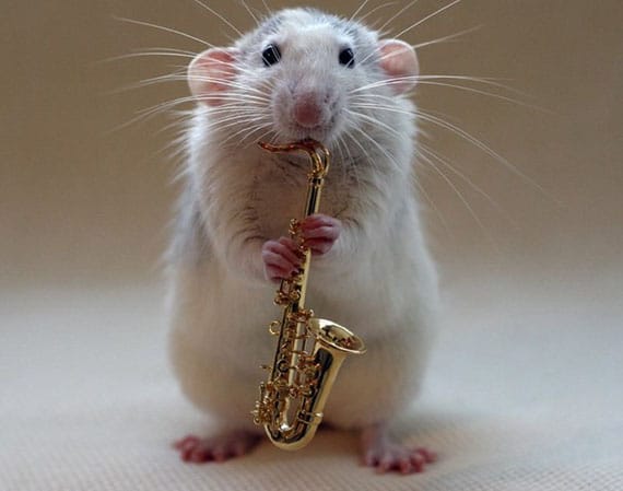 rat-playing-musical-instruments-4