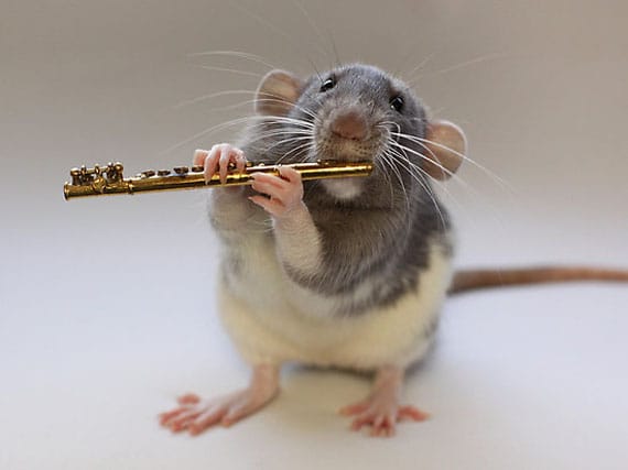 rat-playing-musical-instruments-5