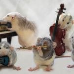 Rats Playing Musical Instruments