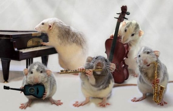 Rats Playing Musical Instruments