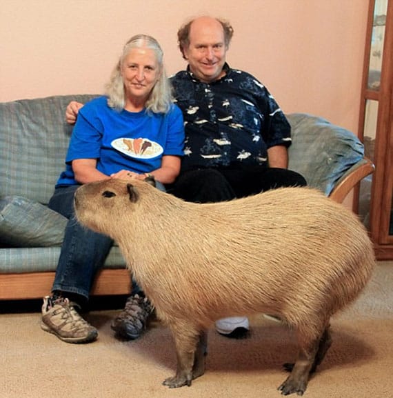 Family Keeps 110 Pound Rodent As A Pet
