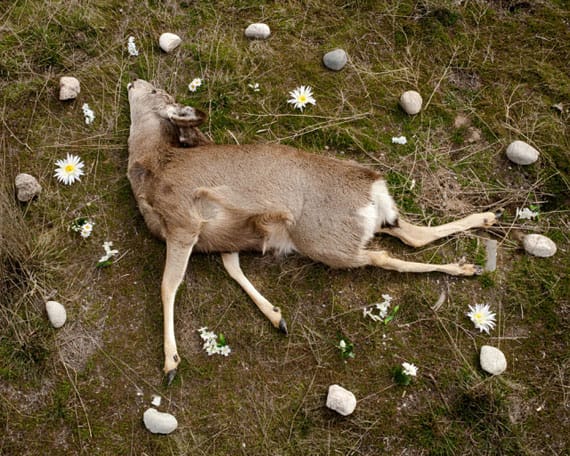 Deer 2, from the series At Rest
