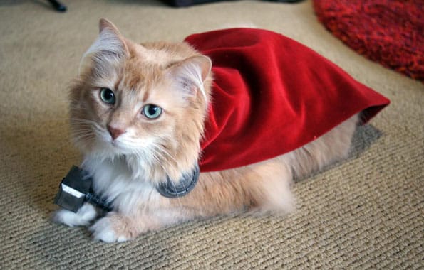 A Cat Dressed Like Thor