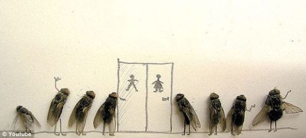 dead-flies-funny-photos-3