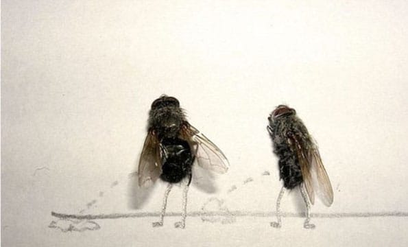 dead-flies-funny-photos-4