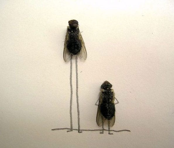 dead-flies-funny-photos-6