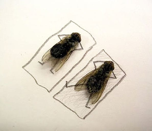dead-flies-funny-photos-7