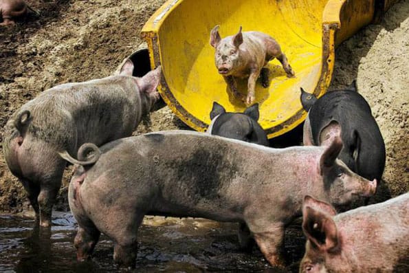 Farmer Builds Water Slide For Pigs