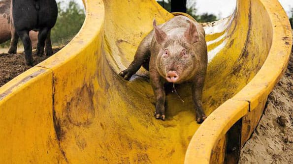 farmer-makes-pig-water-slide-4