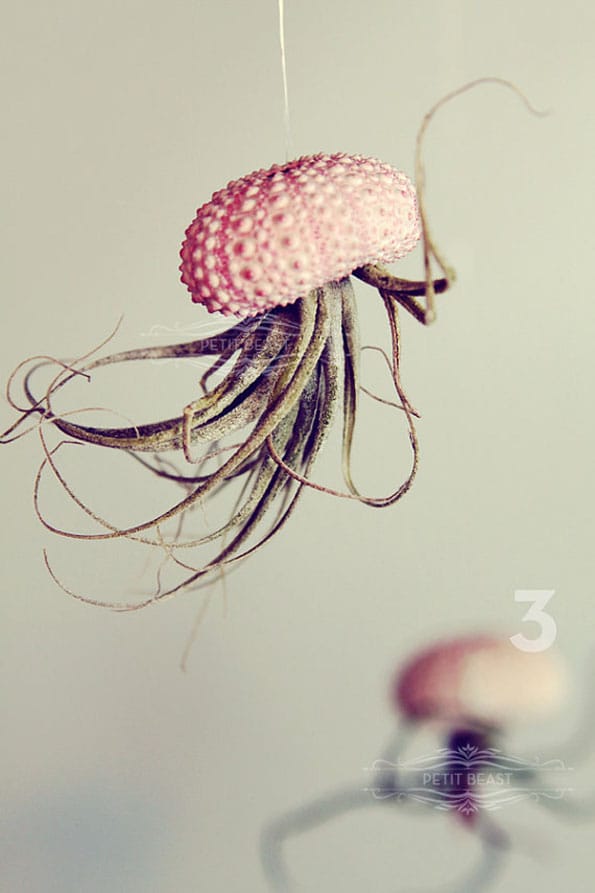 hanging-jellyfish-plants-2