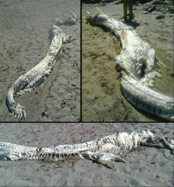 The Loch Ness Monster Washed Up In Spain
